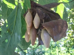 Ordgarius magnificus