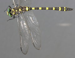 Cordulegaster picta