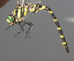 Cordulegaster picta