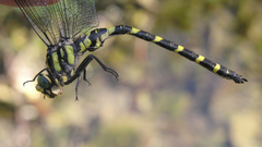 Cordulegaster picta