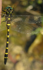 Cordulegaster picta