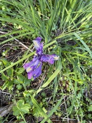 Iris tenax