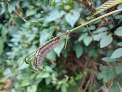 Creatonotos transiens vacillans