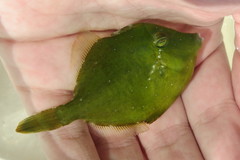 Stephanolepis hispida