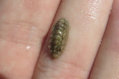 Acanthochitona pygmaea