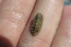 Acanthochitona pygmaea