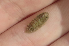 Acanthochitona pygmaea