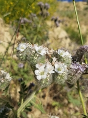 Phacelia hubbyi