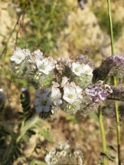 Phacelia hubbyi