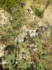Phacelia hubbyi