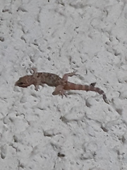 Hemidactylus turcicus