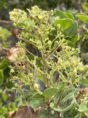 Glossocarya calcicola