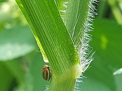 Hemisphaerius formosus