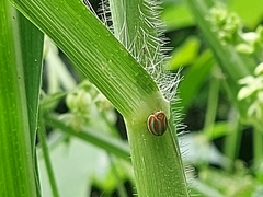 Hemisphaerius formosus