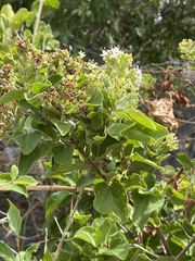 Glossocarya calcicola