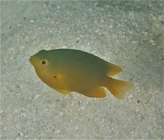 Pomacentrus moluccensis