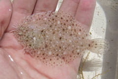 Citharichthys macrops