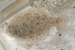 Citharichthys macrops