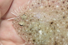 Citharichthys macrops