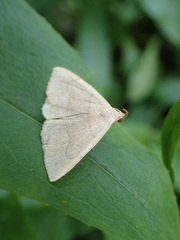 Zanclognatha pedipilalis