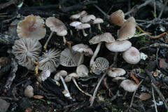 Marasmius albogriseus