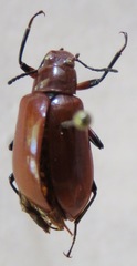 Poecilesthus