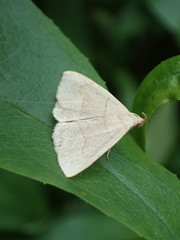 Zanclognatha pedipilalis