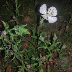 Oenothera kunthiana