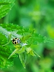 Oenopia sauzeti