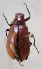 Strongylium hoepfneri