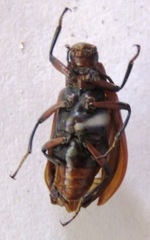 Strongylium hoepfneri