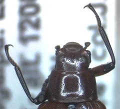 Strongylium hoepfneri