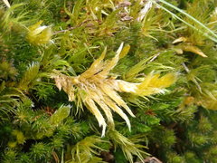 Homalothecium megaptilum