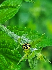 Oenopia sauzeti