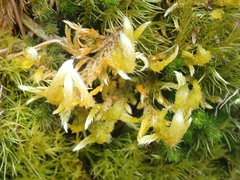 Homalothecium megaptilum