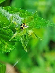 Oenopia sauzeti