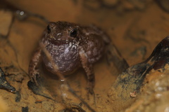 Ingerophrynus biporcatus