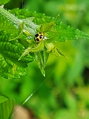 Oenopia sauzeti