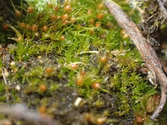 Pleuridium acuminatum