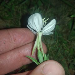 Oenothera kunthiana