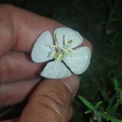 Oenothera kunthiana