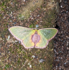 Synchlora astraeoides