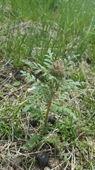 Phacelia tanacetifolia