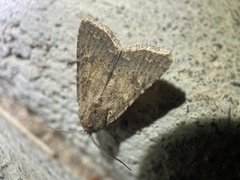 Protorthodes melanopis