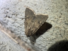 Protorthodes melanopis