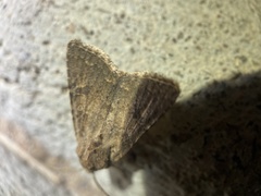 Protorthodes melanopis