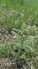 Phacelia tanacetifolia