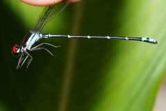 Argia fulgida