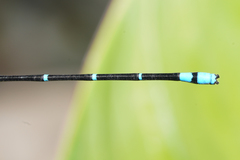Argia fulgida