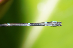 Argia fulgida